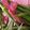 みっきい☆☆'s cooksnap of when they made ニンニクの芽 下処理 保存方法.