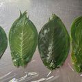 豆夢zumu's cooksnap of when they made 作っておこう「桜の葉の塩漬け」.