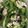 snow012's cooksnap of when they made お弁当に☆ピーマンとささみの塩昆布和え.