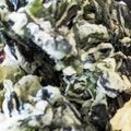 たくじゃる's cooksnap of when they made ★大量消費★ ワカメの天ぷら.