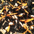 ちろみママ's cooksnap of when they made 我が家の万能常備菜　ひじきの煮物.
