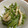 クックHEGPD8☆'s cooksnap of when they made 水ぶきと薄揚げの炒め煮【ＪＡ福井県】.