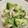 chou*'s cooksnap of when they made 作り置き♪鶏ささみとブロッコリーの和え物.