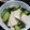 きのっぴぃ２号's cooksnap of when they made カブと胡瓜の浅漬け.