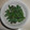 白いぐれーぷ's cooksnap of when they made いんげん豆の海苔ワサビ和え.