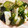 MapiSapi's cooksnap of when they made わかめときゅうりの酢の物.