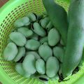 もものはちみつ's cooksnap of when they made そら豆 基本のゆで方.