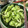 cheesedog's cooksnap of when they made 【簡単5分！】セロリの浅漬け.