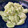 クックUW92JL☆'s cooksnap of when they made そら豆とワサビのマヨ和え☆.