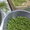 ＪＵＮちゃン's cooksnap of when they made 山椒の実　下処理と保存　私流です♪.