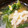 kaiyui's cooksnap of when they made レタスと玉ねぎの簡単スープ.
