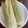 クックH86AFM☆'s cooksnap of when they made 皮ごとレンチンで美味「とうもろこし」♡.