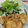 赤い電話's cooksnap of when they made やわらか！定食屋さんの鶏胸生姜焼き.