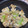クックUHS5CJ☆'s cooksnap of when they made エリンギとねぎのバター醤油炒め.