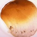 さいとうりつか's cooksnap of when they made 幼児食に★ 薄力粉で簡単ホットケーキ.