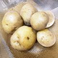 ぽぽりん's cooksnap of when they made 美味しいじゃがいもの茹で方.