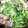 ♬あじさいのレシピ♬'s cooksnap of when they made 豆苗と厚揚げのマヨ炒め.