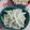 赤い電話's cooksnap of when they made 簡単 大根サラダ.