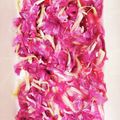 cocomin23's cooksnap of when they made ニセアカシアの甘酢漬け♪.