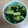 フラワーローズ's cooksnap of when they made 簡単おいしい☆お酢を使ったきゅうりの漬物.