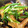 marilin36's cooksnap of when they made 鶏手羽先となすの煮物♪.