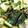 67luna's cooksnap of when they made やみつき！きゅうりと大葉の塩昆布梅和え.