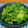 マルタンガール's cooksnap of when they made パクチーとアボカドの納豆和え.