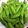 ささささ＆＊'s cooksnap of when they made 便利です！絹さや、インゲンバーター炒め♪.