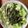 きゃろぽて's cooksnap of when they made ガ●トのSalad Udon...♪.
