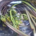 naocolin's cooksnap of when they made 【重曹無しでもＯＫ♪】わらびのあく抜き.