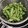 miico31's cooksnap of when they made 簡単！枝豆のおいしい茹で方.