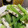 クックUW92JL☆'s cooksnap of when they made 小松菜とかまぼこのからし和え.
