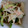 クックOYTSP1☆'s cooksnap of when they made ☆きゅうりとカニカマの酢の物☆.