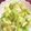 クック93IV0G☆'s cooksnap of when they made キャベツのレンチンしただけ☆／.