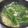 fu♪♪'s cooksnap of when they made 卵と豆苗の【お吸い物】.