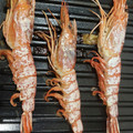 ひまわり６号's cooksnap of when they made 海老の塩焼き.