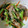 kurohoppe's cooksnap of when they made 1/2日分野菜！小松菜と豚の塩炒め.