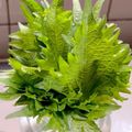 よしよしのキッチン☆'s cooksnap of when they made シソ(大葉)の保存方法.