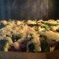 ♡マッキークッキング's cooksnap of when they made アスパラとズッキーニのバジルピザ.