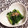 tikariri's cooksnap of when they made 白だしで簡単☆青梗菜のお浸し.