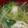 あゆたっくん's cooksnap of when they made 豆苗と油揚げの味噌汁.
