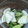 ともっっぺ's cooksnap of when they made 簡単！きゅうりとカブの漬物！.