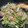 tomochi_to's cooksnap of when they made シャキッともやしと豚バラの青椒肉絲 風.