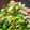 クック2H5Q46☆'s cooksnap of when they made 牛肉と三種の青野菜の中華炒め.