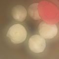 Fruna's cooksnap of when they made 簡単！あんまん.