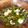 kuuchan86's cooksnap of when they made ◎エビとホタテの空芯菜炒め◎.