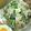 ゆけり３兄弟's cooksnap of when they made 簡単☆大葉ごまおかかチーズごはん.