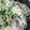 クック22KV4U☆'s cooksnap of when they made ざるそばにかいわれ大根♡ おしゃれ.