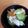 jagao's cooksnap of when they made キャベツときゅうりの浅漬け.