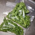 アクセル☆'s cooksnap of when they made 冷凍保存♪彩りにモロッコいんげん.